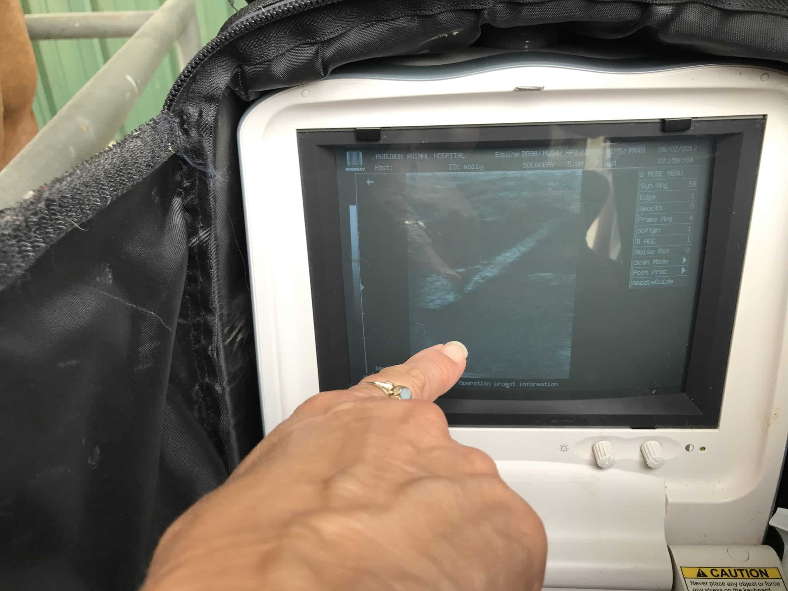 horseultrasound